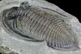 Zlichovaspis Trilobite - Exceptional Preparation #86757-5
